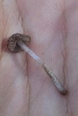 Cystoagaricus hirtosquamulosus