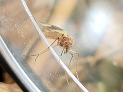 Psectrotanypus dyari