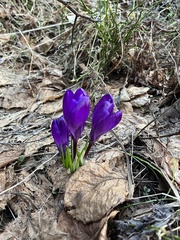 Crocus