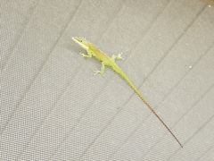 Anolis carolinensis