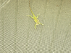 Anolis carolinensis