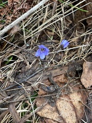 Hepatica nobilis