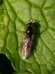 Platycheirus albimanus