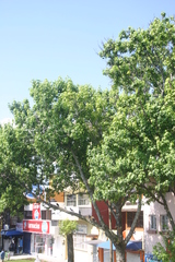 Liquidambar styraciflua