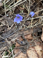 Hepatica nobilis