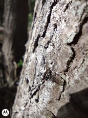 Calyptratae