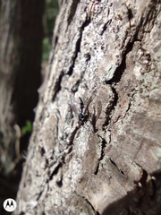 Calyptratae