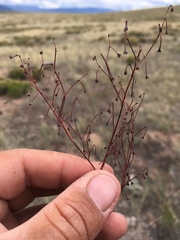 Eriogonum cernuum