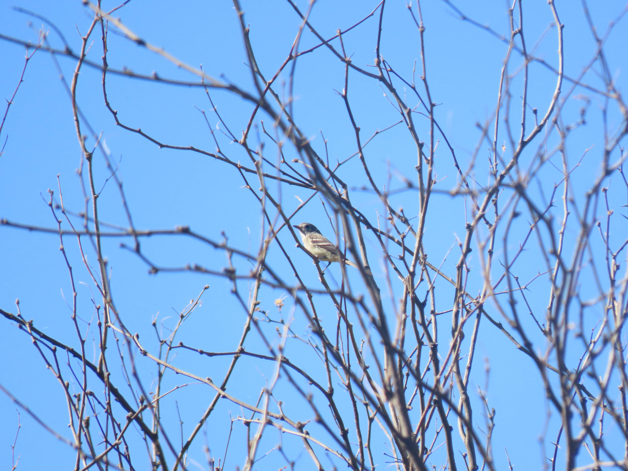 Dusky Flycatcher (Empidonax oberholseri)