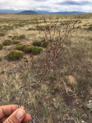 Eriogonum cernuum