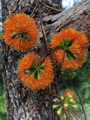 Eucalyptus phoenicea