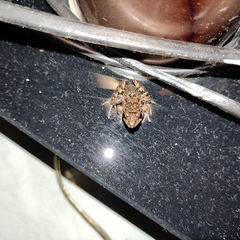 Minervarya agricola