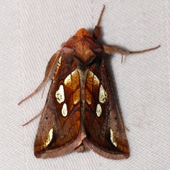 Plusia magnimacula