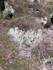 Leprocaulaceae