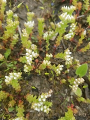 Sedum pulchellum