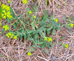 Euphorbia fragifera