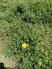 Ranunculus multifidus