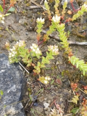 Sedum pulchellum