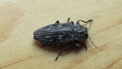 Chrysobothris femorata