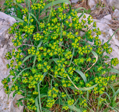 Euphorbia fragifera