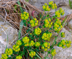 Euphorbia fragifera