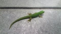 Phelsuma