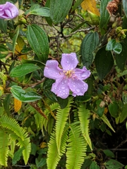 Melastoma septemnervium