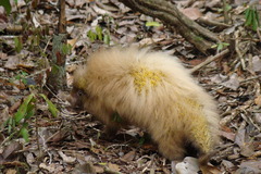 Coendou insidiosus