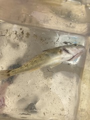 Menticirrhus
