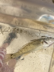 Menticirrhus