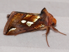 Plusia magnimacula