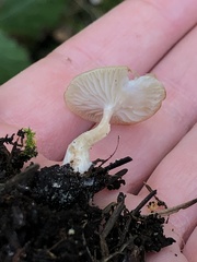 Clitocybe deceptiva