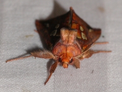 Plusia magnimacula