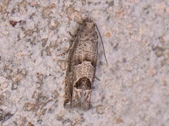 Pelochrista consobrinana