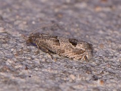 Pelochrista consobrinana