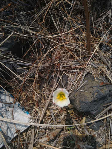 Image of Zephyranthes Alba (Zephyranthes alba) by (c) Jordi Martínez Martínez, some rights reserved (CC BY)