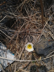 Zephyranthes alba