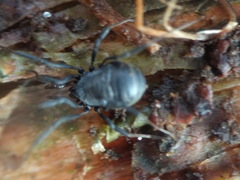 Nemastoma dentigerum