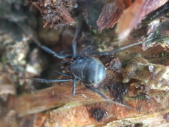 Nemastoma dentigerum