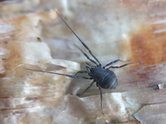 Nemastoma dentigerum