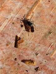 Nemastoma dentigerum