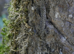 Anolis lemurinus