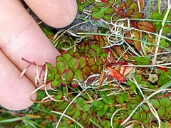 Epilobium rubro-marginatum