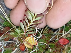 Epilobium rubro-marginatum