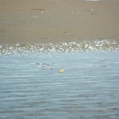 Limosa lapponica