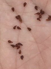 Calydorea xiphioides