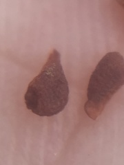 Calydorea xiphioides