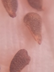 Calydorea xiphioides