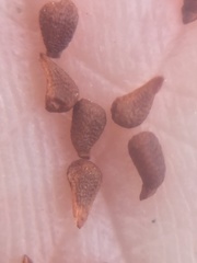 Calydorea xiphioides