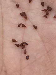 Calydorea xiphioides